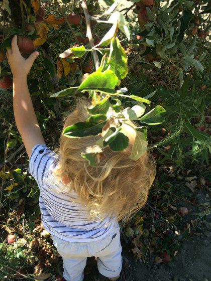 Apple Picking