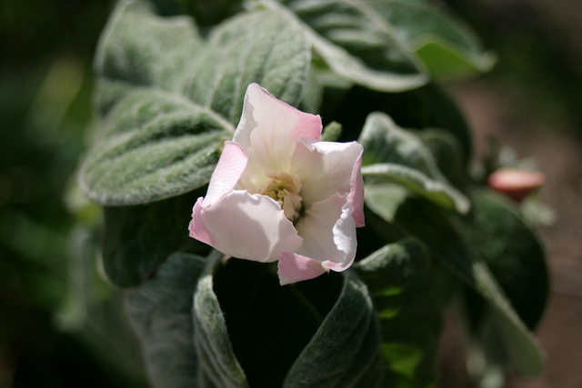 Spring Blossom